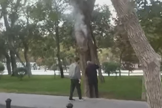 Bakıda Sahil bağında ağaca od vurdular - VİDEO 1 Bakıda Sahil bağında ağaca od vurdular - VİDEO