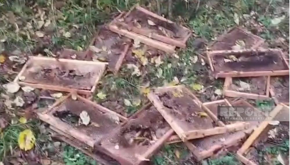 Zaqatalada ayılar arı yeşiklərinə hücum etdi - FOTO