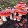 amanita