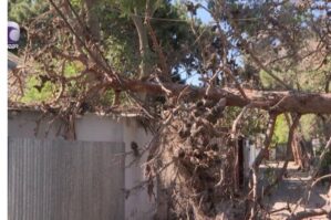 Bakıda ağac evin üzərinə aşdı — VİDEO