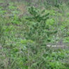 na 1