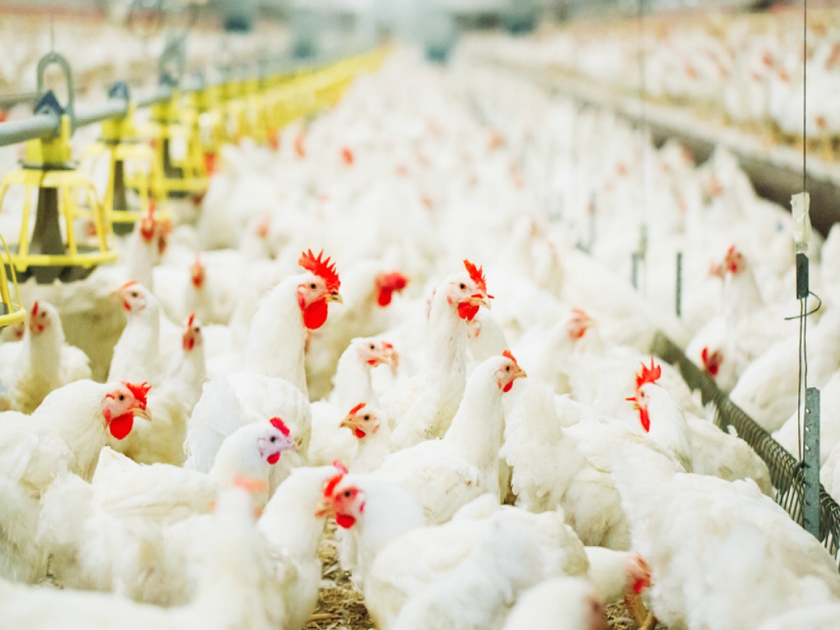 Azərbaycanda məşhur broyler şirkəti bağlanır