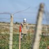 anama report