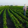 farmer