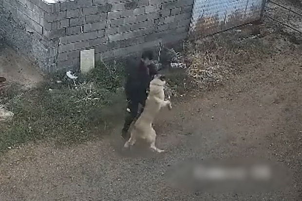 Heyrətləndirən olay: hücum edən iti bir həmlə ilə “dondurdu” - VİDEO 1 Heyrətləndirən olay: hücum edən iti bir həmlə ilə “dondurdu” - VİDEO