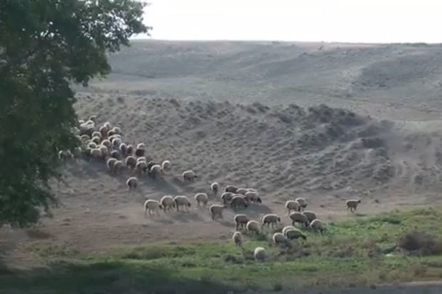 Cəlilabadda müəmma: Heyvanlar örüş sahələrindən yoxa çıxır - VİDEO