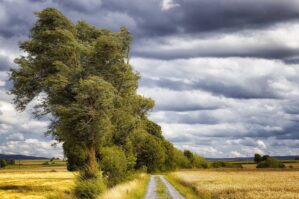 Küləkli hava ilə bağlı sarı xəbərdarlıq