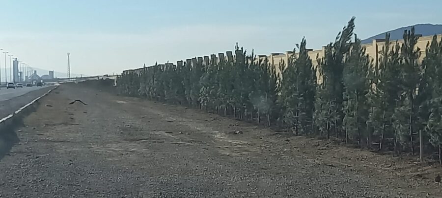 Qaradağda növbəti ağacəkmə aksiyası keçirildi - FOTOLAR 5 PHOTO 2023 12 02 14 46 34