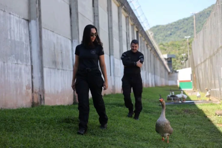 Bu həbsxananı itlər yox, qazlar qoruyacaq