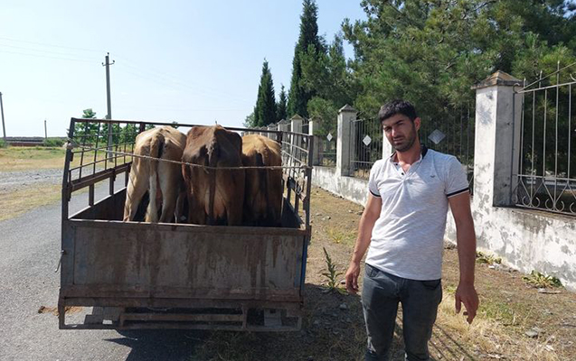 Sosial şəbəkələrin gündəmindəki inəklə bağlı açıqlama gəldi - VİDEO