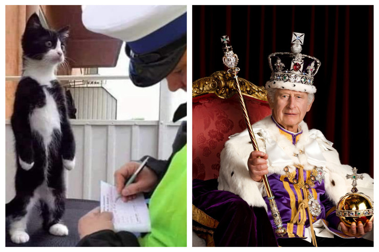 Kraldan pişiklərlə bağlı ilginc qərar