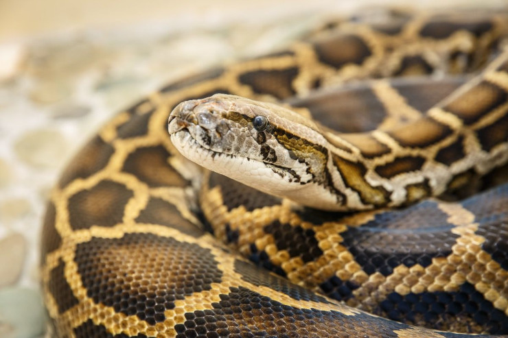 Kişi pitonu dişləyərək öldürdü