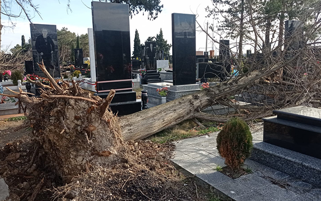 Güclü külək ağacları qəbirlərin üstünə aşırdı - VİDEO