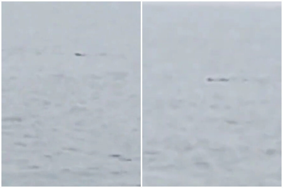 Şəmkir su anbarında "əjdaha" görünməsinə rəsmi reaksiya - VİDEO