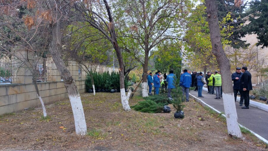Xətai rayonunda növbəti ağacəkmə aksiyası keçirilib - FOTOLAR