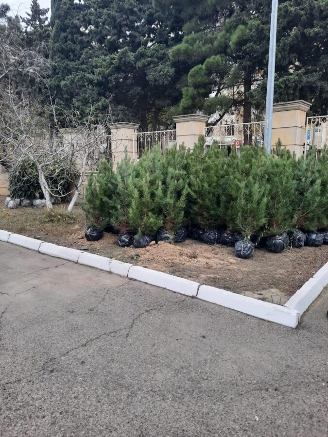 Xətai rayonunda növbəti ağacəkmə aksiyası keçirilib - FOTOLAR