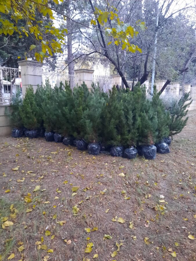 Xətai rayonunda növbəti ağacəkmə aksiyası keçirilib - FOTOLAR