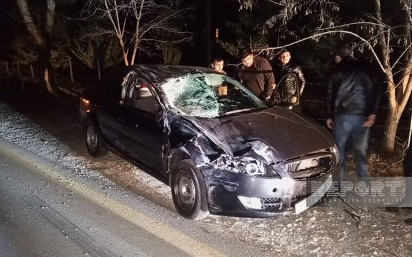Oğuzda sürücü maşınla atı vurub öldürdü, özü xəstəxanalıq oldu - FOTOLAR