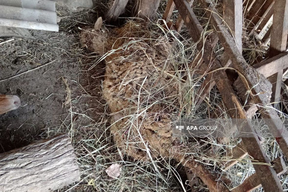 Zaqatalada canavar mal-qaraya hücum etdi - FOTO