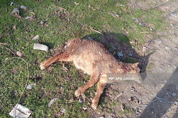 Zaqatalada canavar mal-qaraya hücum etdi - FOTO