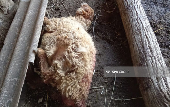 Zaqatalada canavar mal-qaraya hücum etdi - FOTO