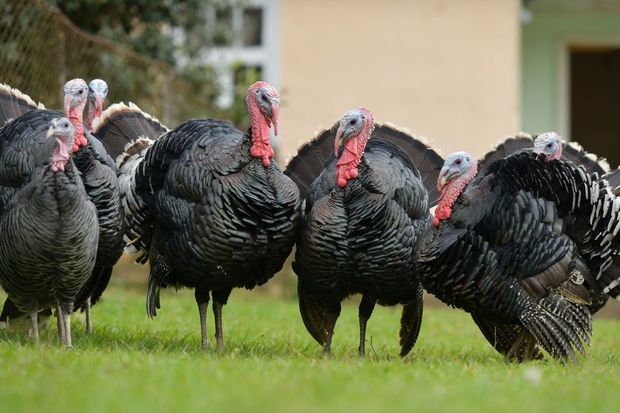 Bakıda hind quşunun qiyməti təəccübləndirdi - VİDEO 1 Bakıda hind quşunun qiyməti təəccübləndirdi - VİDEO
