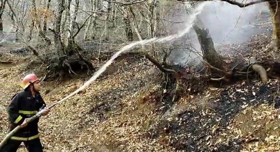 Masallıda meşə yandı - VİDEO