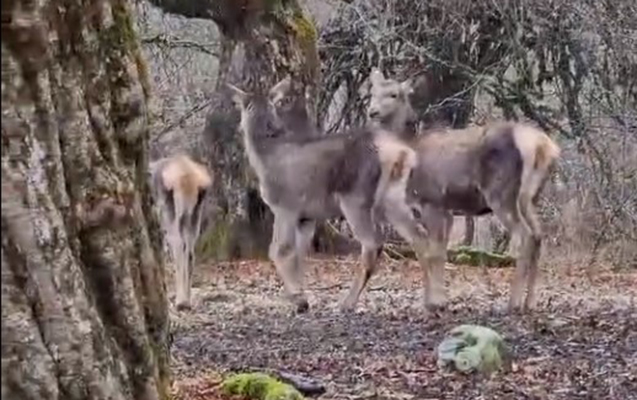 Şamaxıda ecazkar görüntü – VİDEO