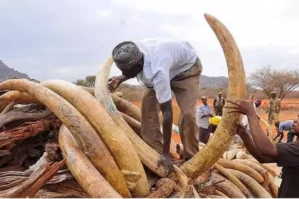 11 milyon dollarlıq fil sümüyü məhv edildi