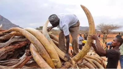 11 milyon dollarlıq fil sümüyü məhv edildi