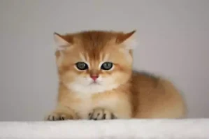 Kuryoz HADİSƏ: Ölən pişiyə 100 avro təzminat ödəniləcək - MƏHKƏMƏ QƏRARI