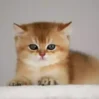 pisik 1