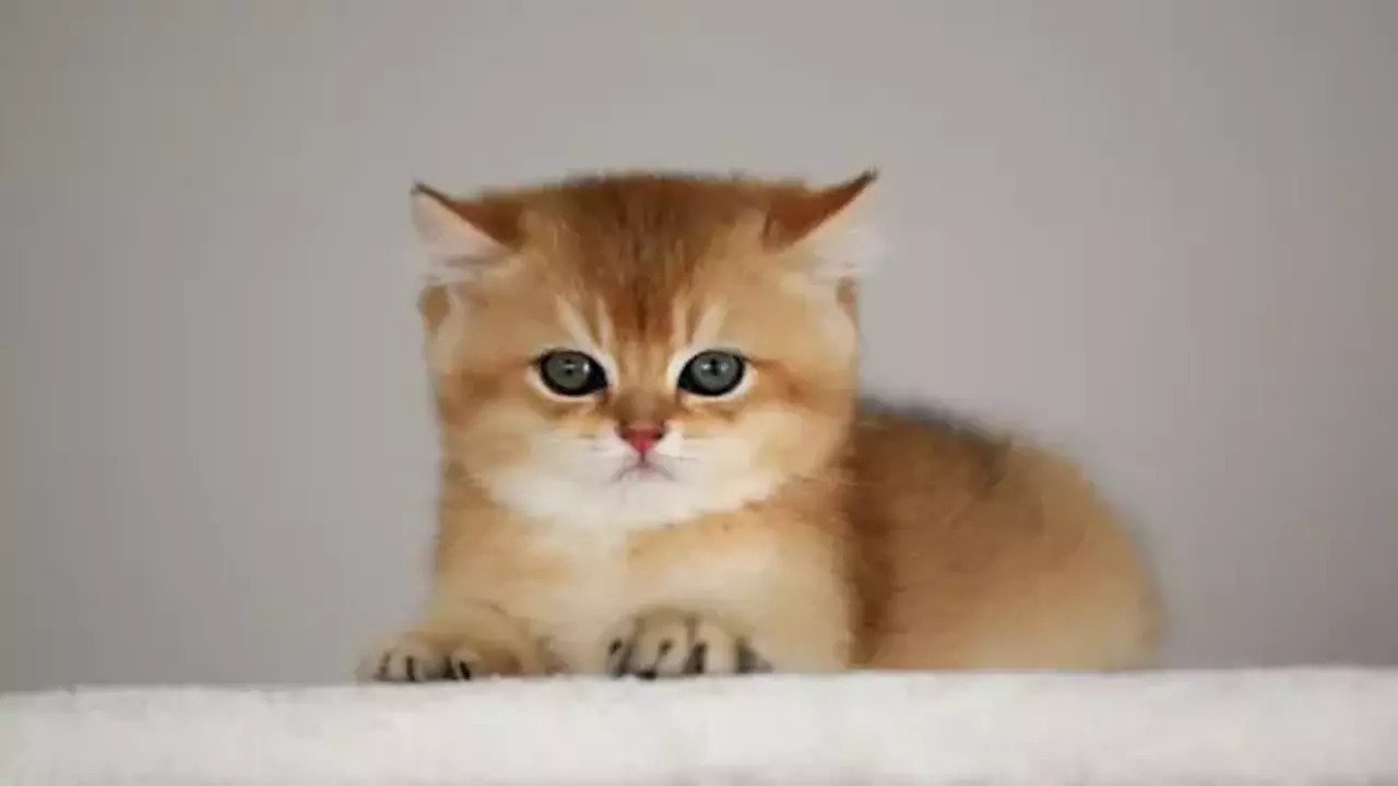 Kuryoz HADİSƏ: Ölən pişiyə 100 avro təzminat ödəniləcək - MƏHKƏMƏ QƏRARI