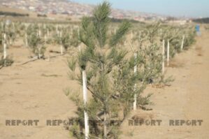 Onların xatirəsinə Bakıda 63 ağac əkildi