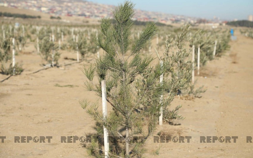 Onların xatirəsinə Bakıda 63 ağac əkildi