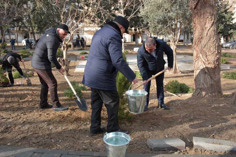 Xətai rayonunda ağacəkmə aksiyası keçirildi - FOTOLAR