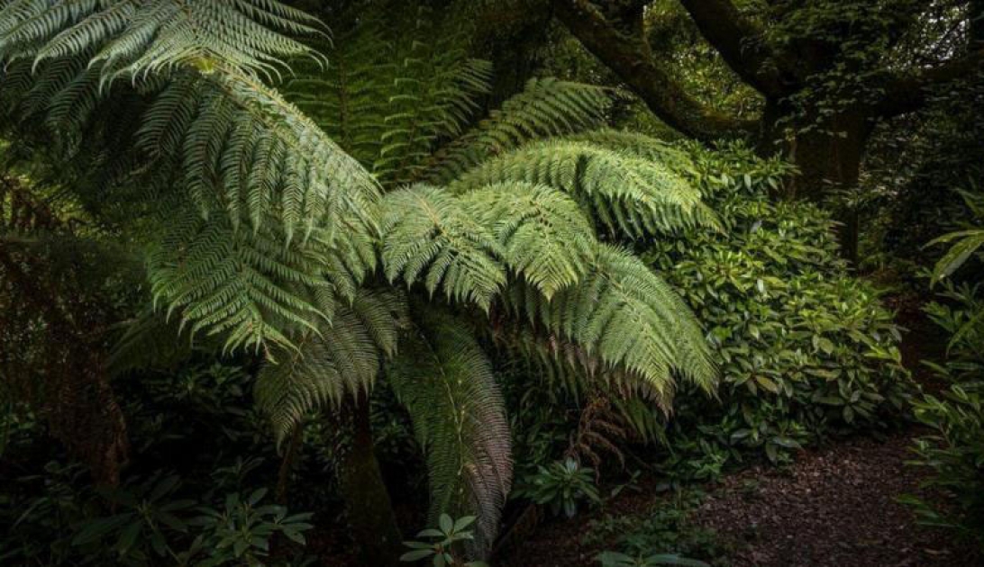 Dünyanın ən qədim meşəsi aşkarlandı - FOTO 4 Dünyanın ən qədim meşəsi aşkarlandı - FOTO