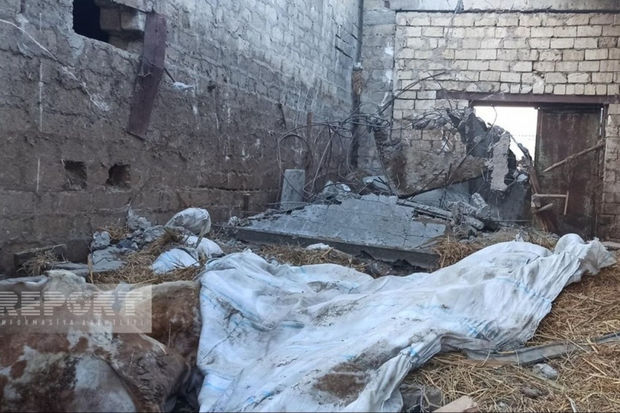 Sumqayıtda ferma uçdu: Xeyli heyvan dağıntı altında qaldı - FOTO