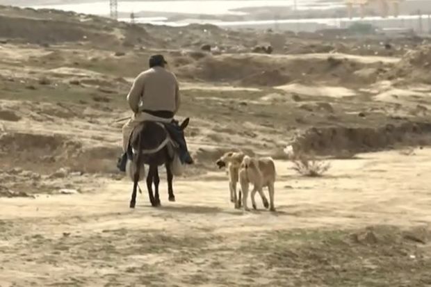 Qobuda şagirdə hücum edən çoban iti olub? - VİDEO 1 Qobuda şagirdə hücum edən çoban iti olub? - VİDEO