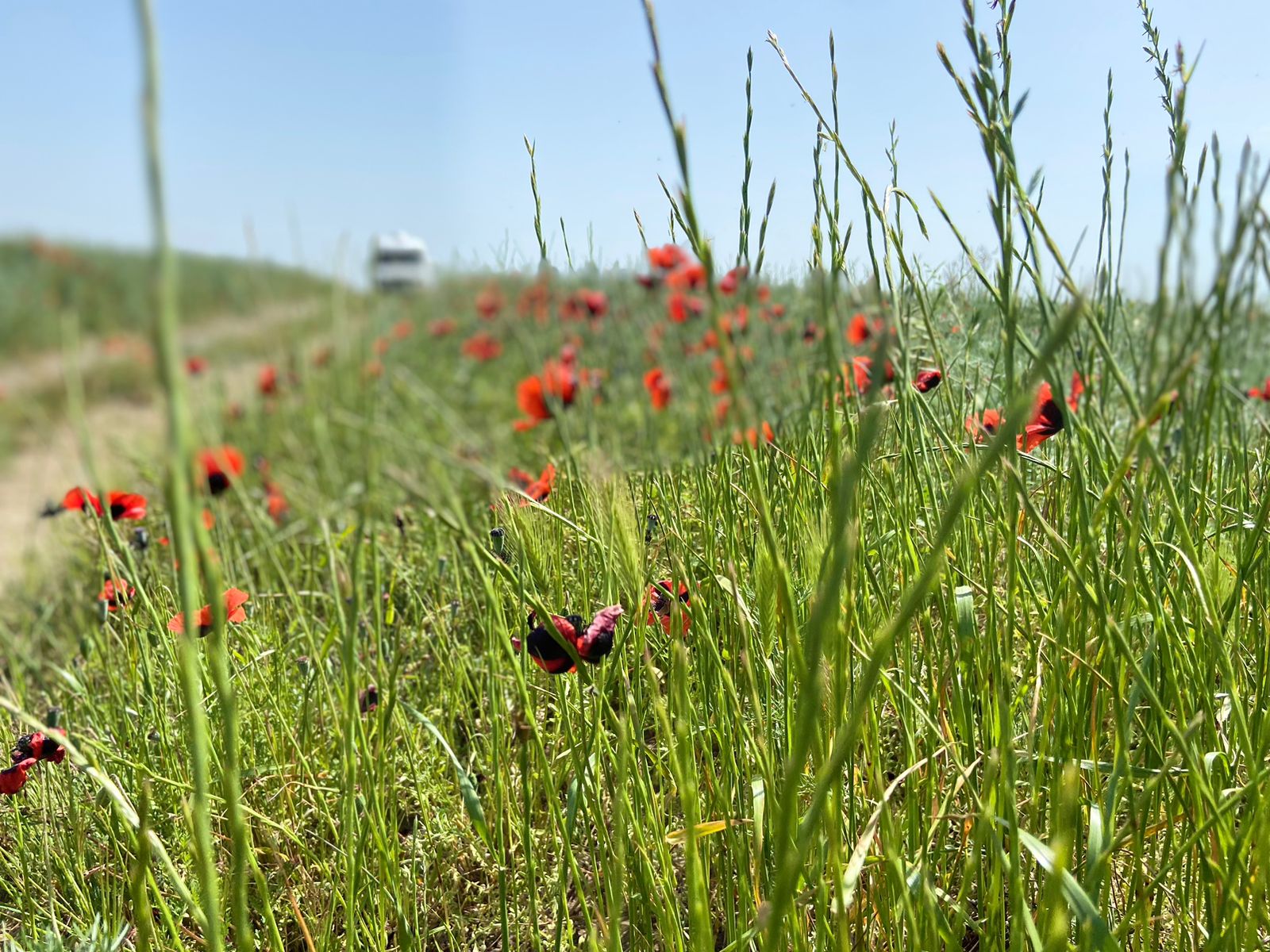 Laləli çəmənlik görmək istəyənlər, tələsin! - FOTOLAR 3 Laləli çəmənlik görmək istəyənlər, tələsin! - FOTOLAR