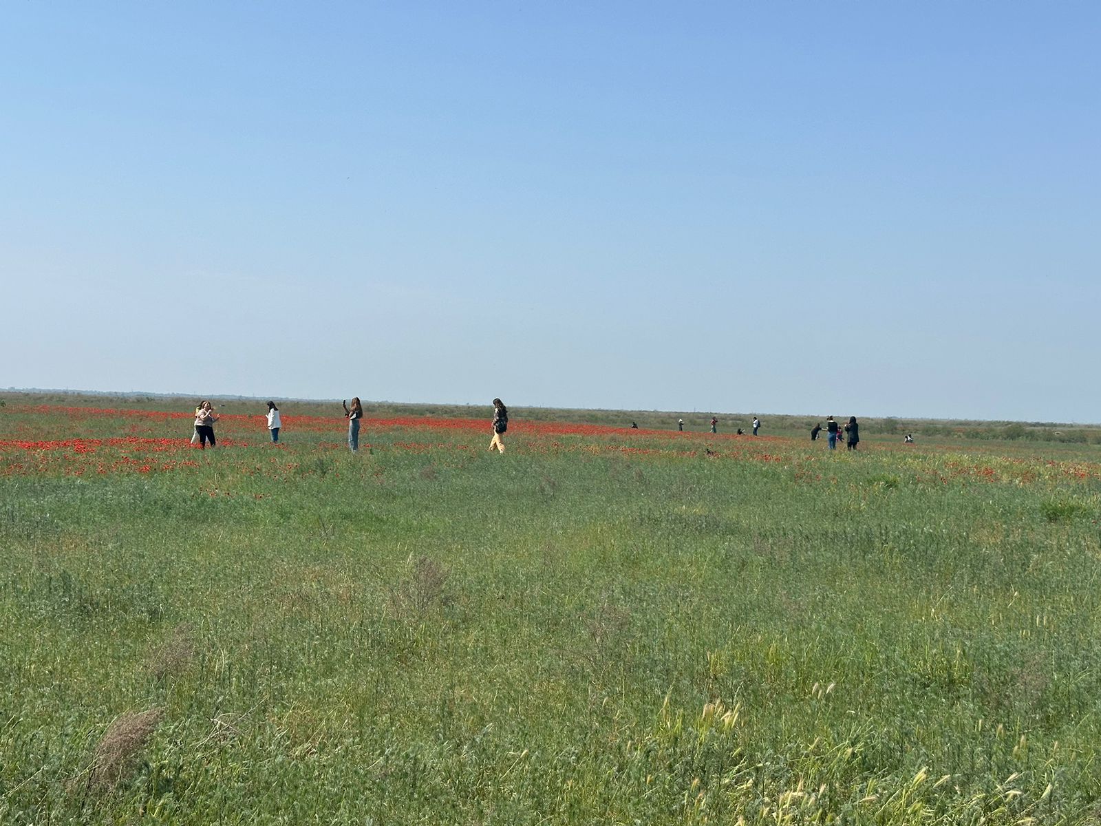 Laləli çəmənlik görmək istəyənlər, tələsin! - FOTOLAR