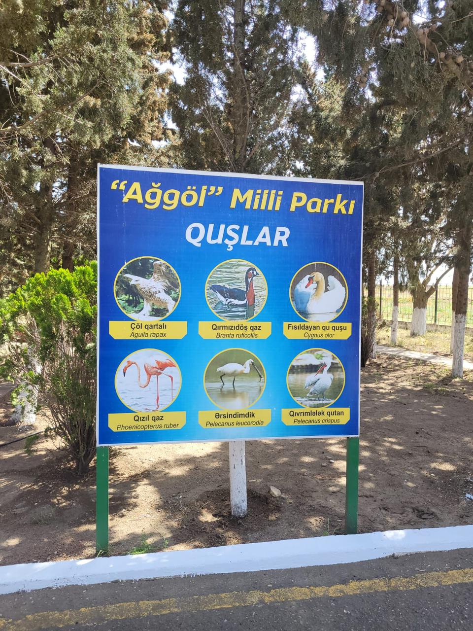 Laləli çəmənlik görmək istəyənlər, tələsin! - FOTOLAR