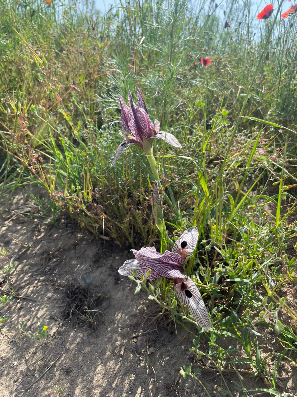 Laləli çəmənlik görmək istəyənlər, tələsin! - FOTOLAR