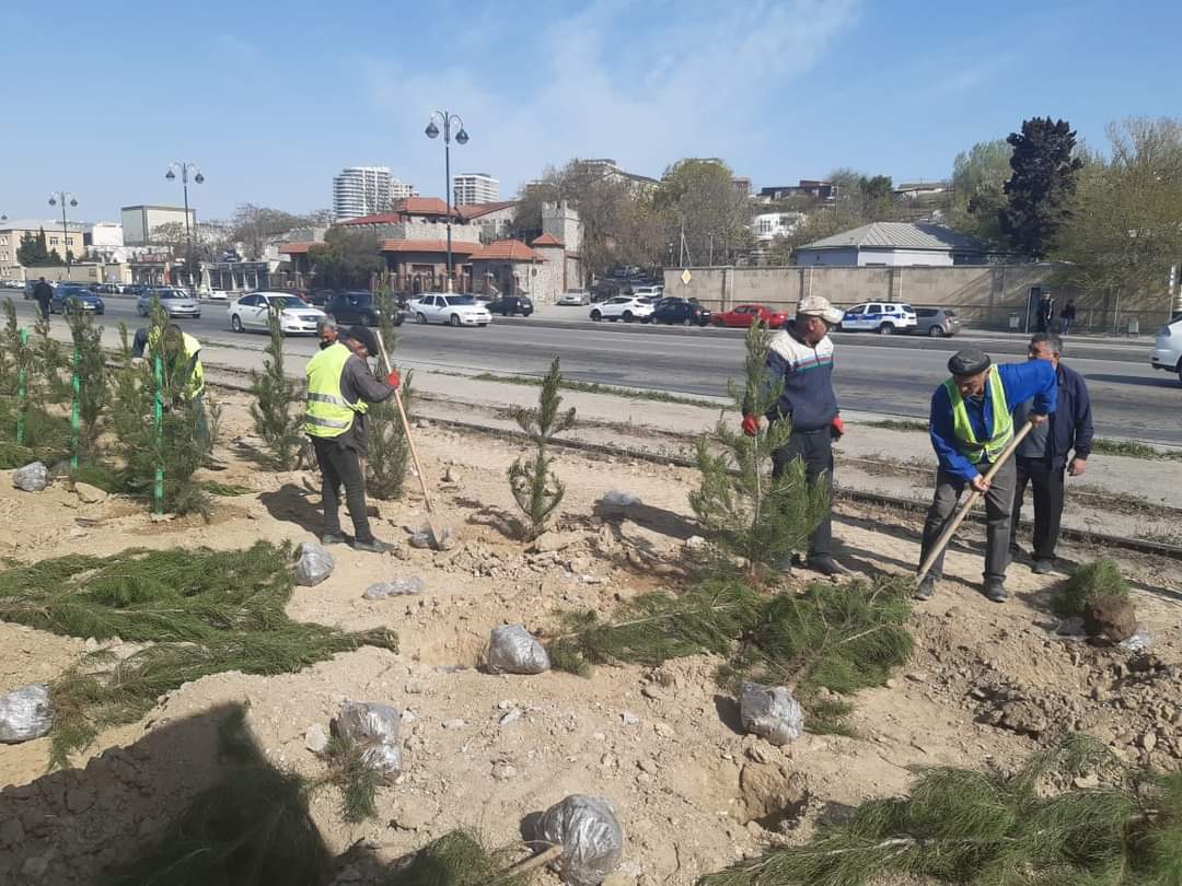 Xətaidə növbəti ağacəkmə aksiyası keçirildi - FOTOLAR