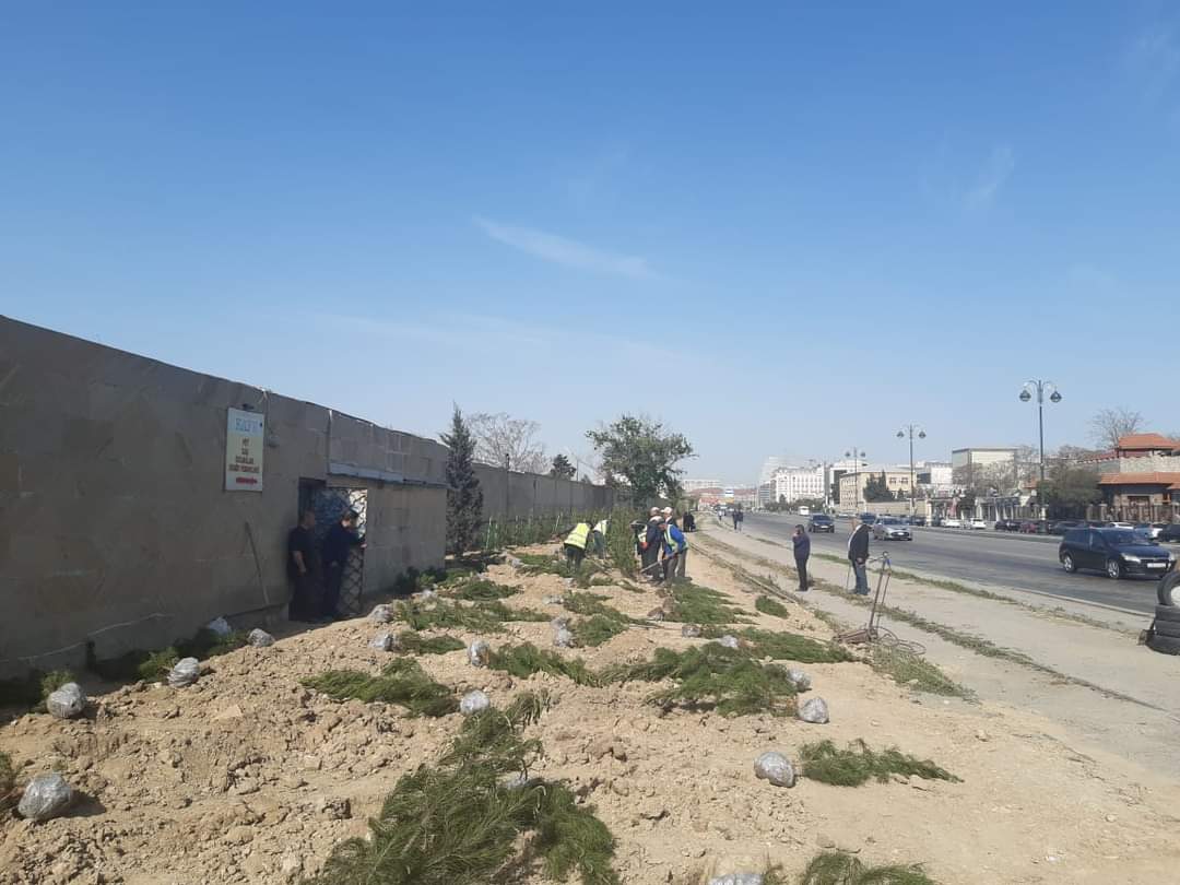 Xətaidə növbəti ağacəkmə aksiyası keçirildi - FOTOLAR