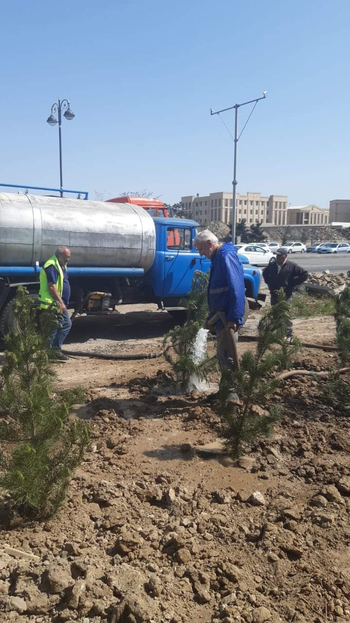 Xətaidə növbəti ağacəkmə aksiyası keçirildi - FOTOLAR