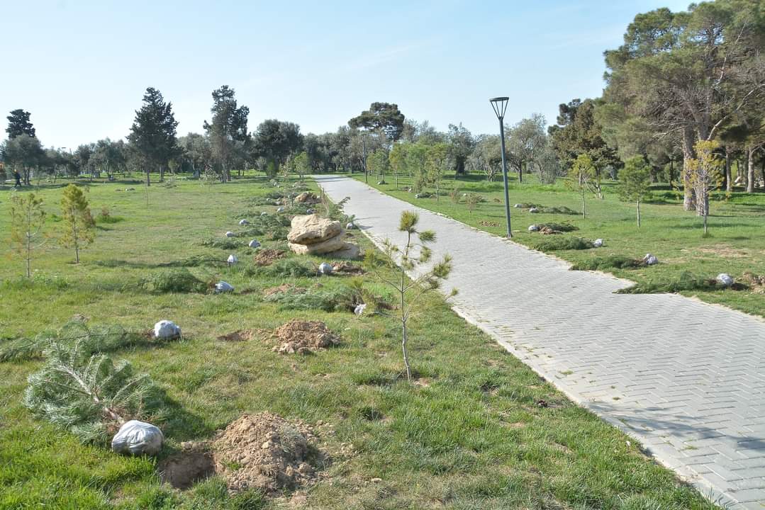 Xətaidə növbəti ağacəkmə aksiyası keçirildi - FOTOLAR