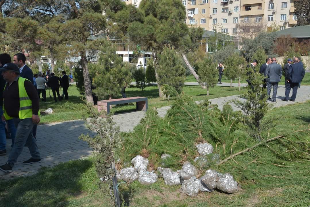 Xətaidə növbəti ağacəkmə aksiyası keçirildi - FOTOLAR