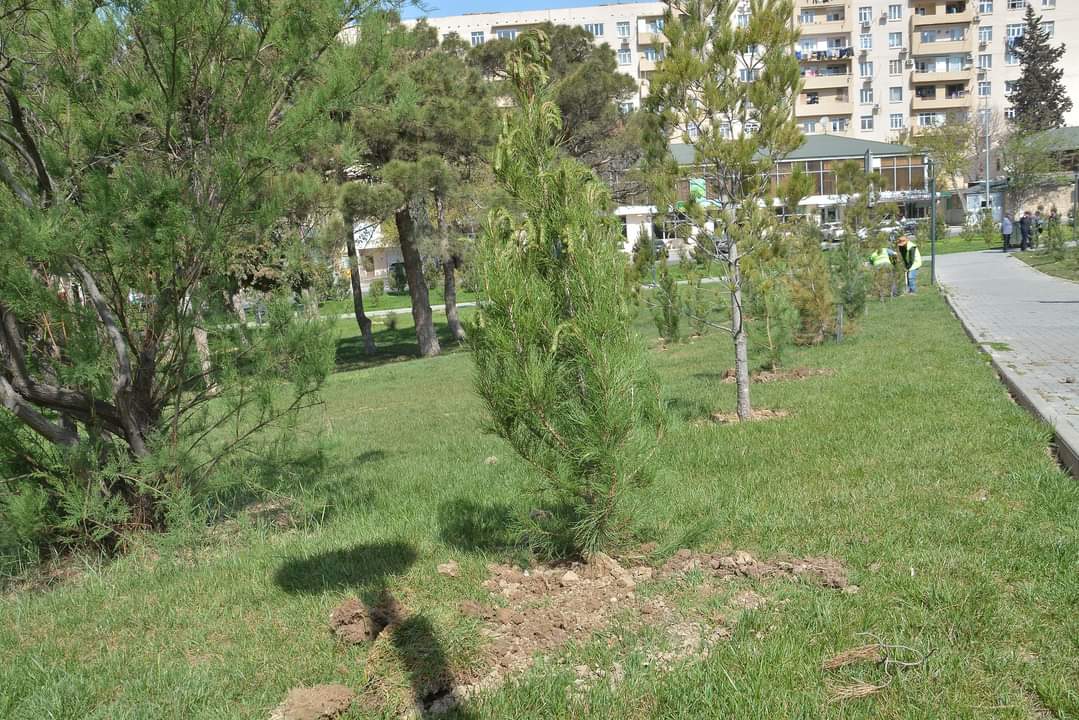 Xətaidə növbəti ağacəkmə aksiyası keçirildi - FOTOLAR
