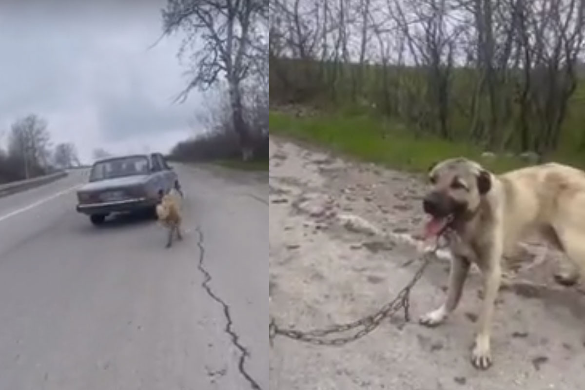 İti avtomobilin arxasına bağladı, maşını sürdü - VİDEO